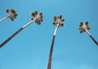 Palm trees
